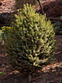 Picea mariorika Kobold IMG_5018 (VALENTA) Świerk czarny